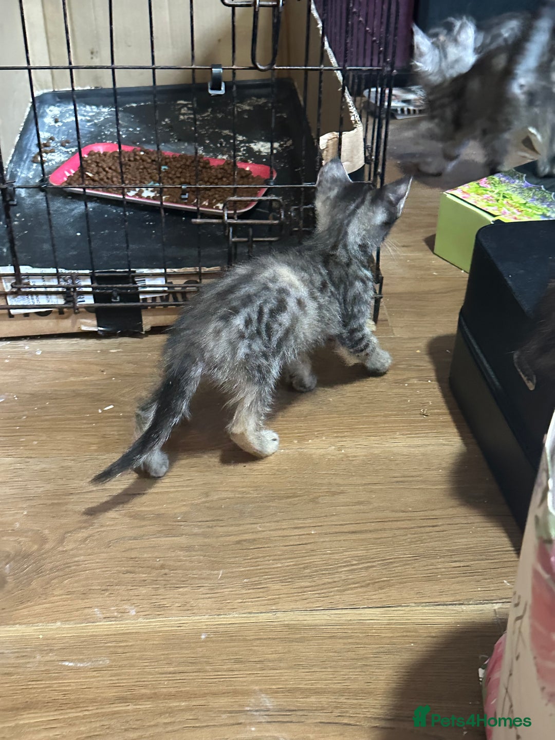 Maine Coon cats for sale: 3/4 Maincoon Cross - Image 1