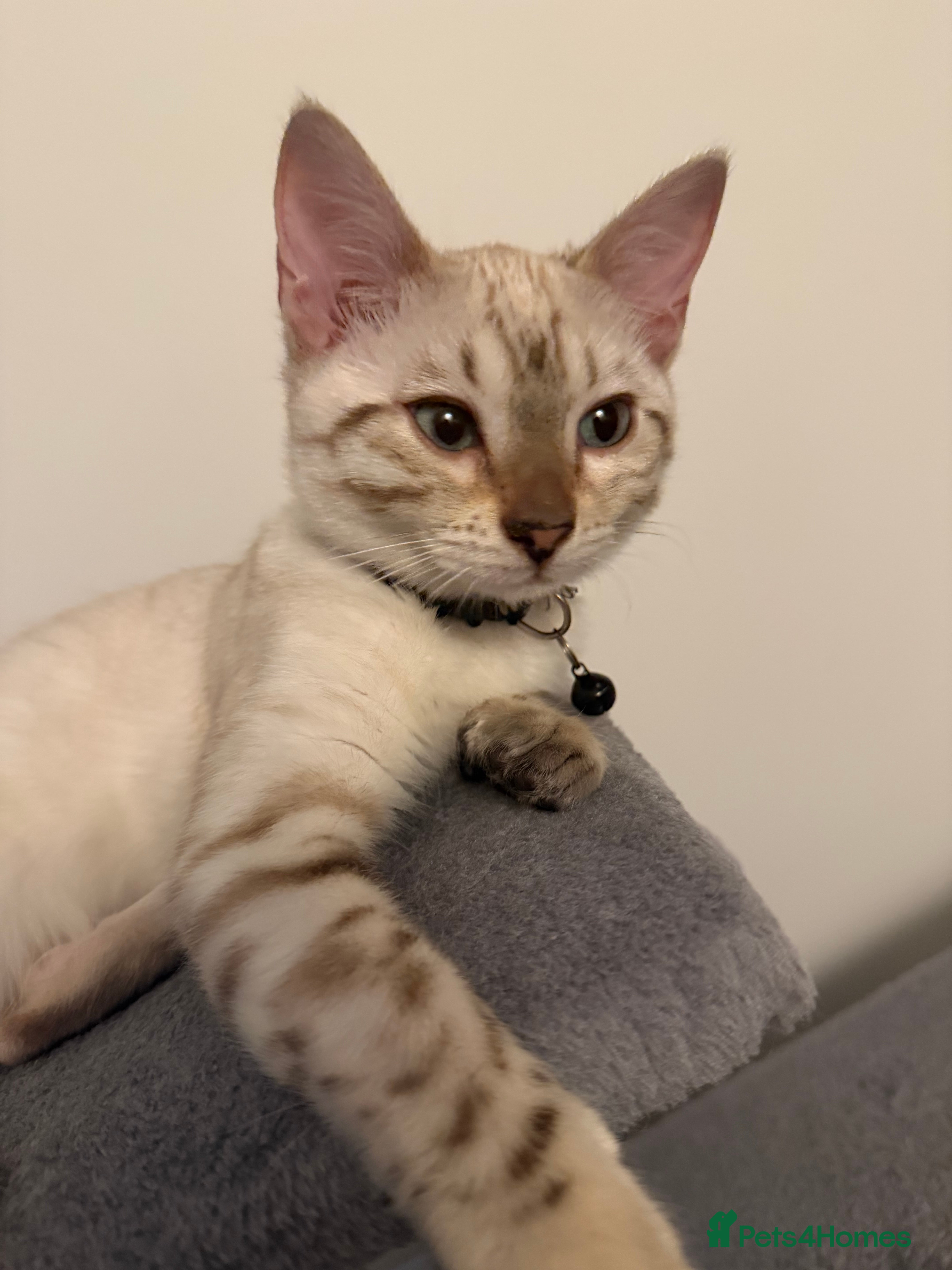 Bengal cats Snow Lynx Bengal  - Advert 1