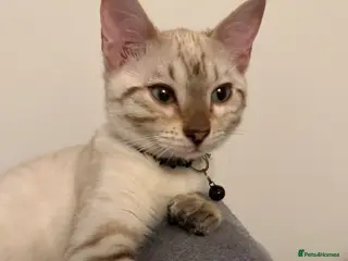 Bengal cats Snow Lynx Bengal - Advert 11