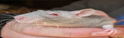 Rat rodents for sale: 8 male Rex rats for sale  - Advert 6
