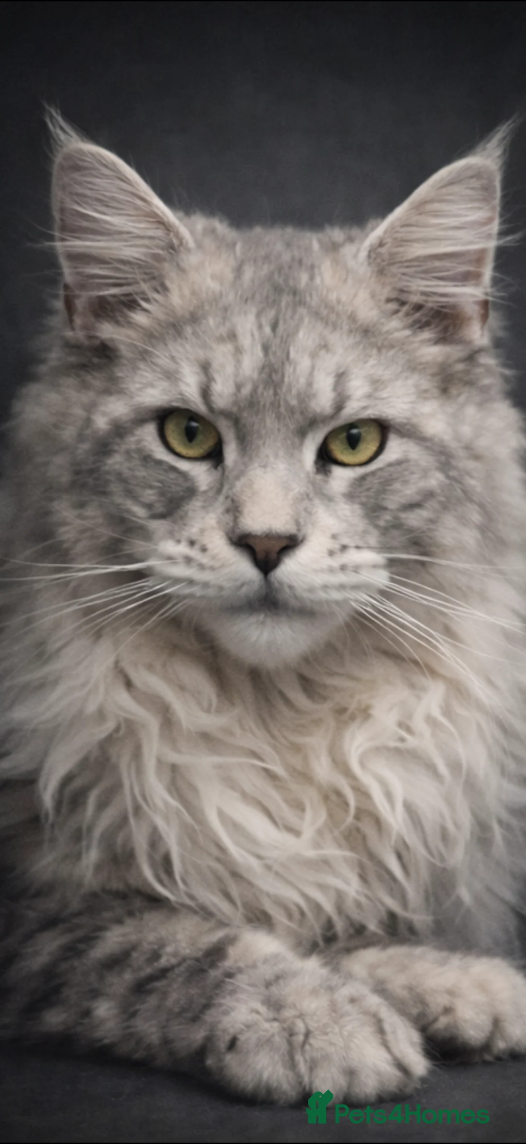 Maine Coon cats for stud: Several stud boys available  - Advert 10