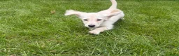 Miniature Dachshund dogs for sale: LAST ONE Long coat Cream miniature dachshund - Advert 8
