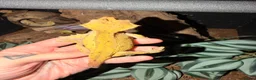 Gecko reptiles for sale: Crested gecko breeding collection  - Advert 7