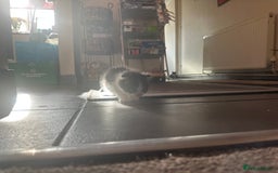 Scottish Fold cats for sale: Scottish Fold Kittens - Image 27