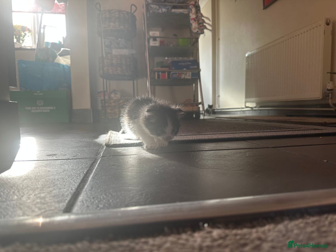 Scottish Fold cats for sale: Scottish Fold Kittens - Image 27