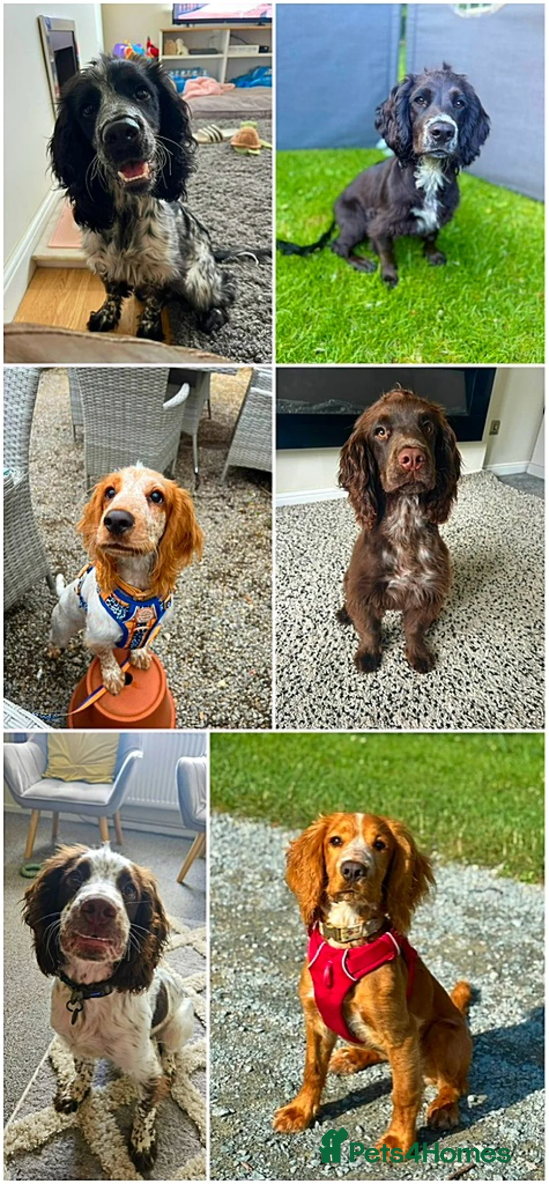 Sprocker dogs for stud: Twice proven handsome Sprocker available for stud in Mexborough - Advert 17