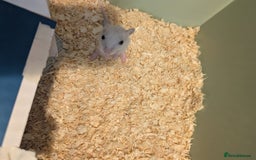 Gerbil rodents for sale: Baby gerbils mixed sex - Image 9