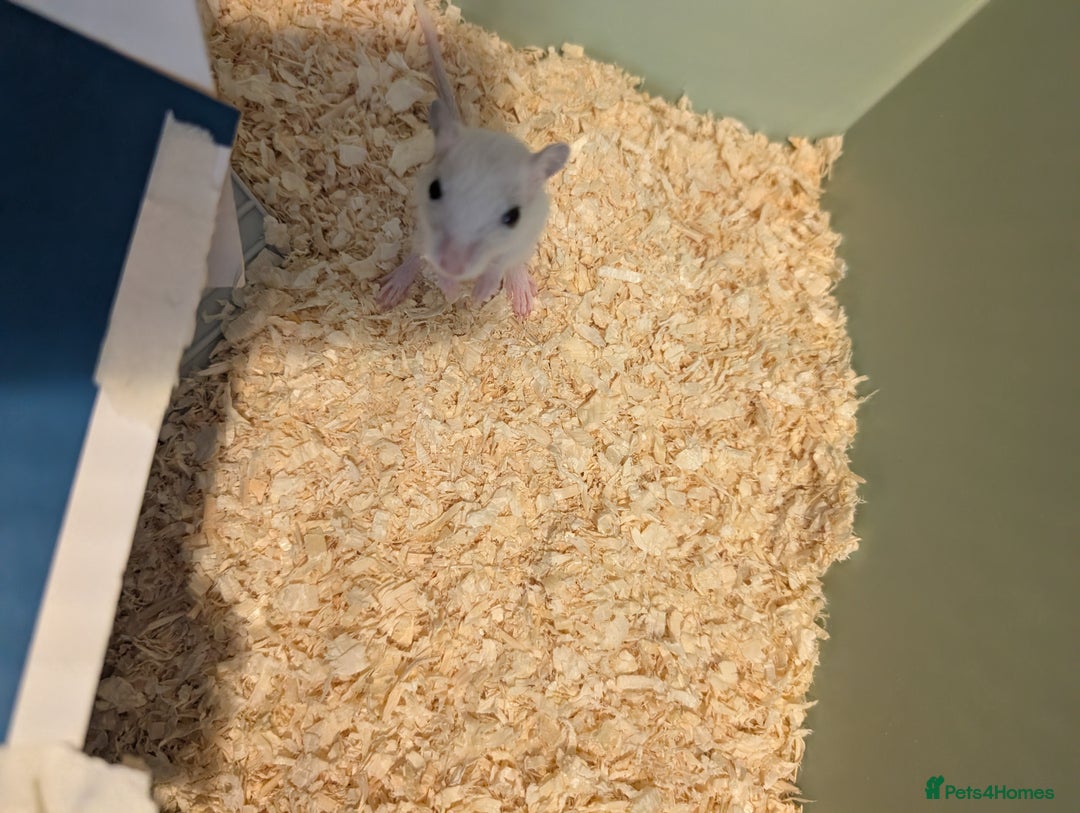 Gerbil rodents for sale: Baby gerbils mixed sex - Image 9