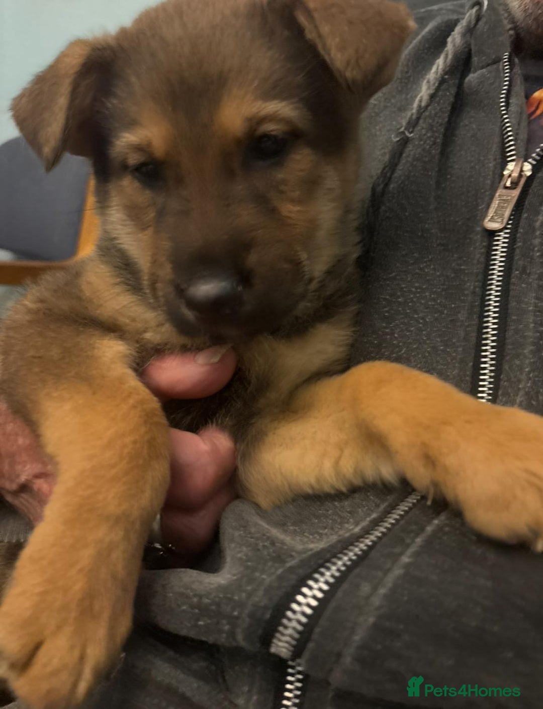 Mixed Breed dogs for sale: German shepherd x Alaskan malamute - Image 9