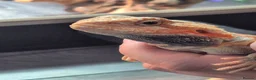 Bearded Dragon reptiles for sale: orange hypo trans leatherback bearded dragon - Advert 7