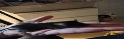 Mouse rodents for sale: Male mouse very friendly - Advert 2