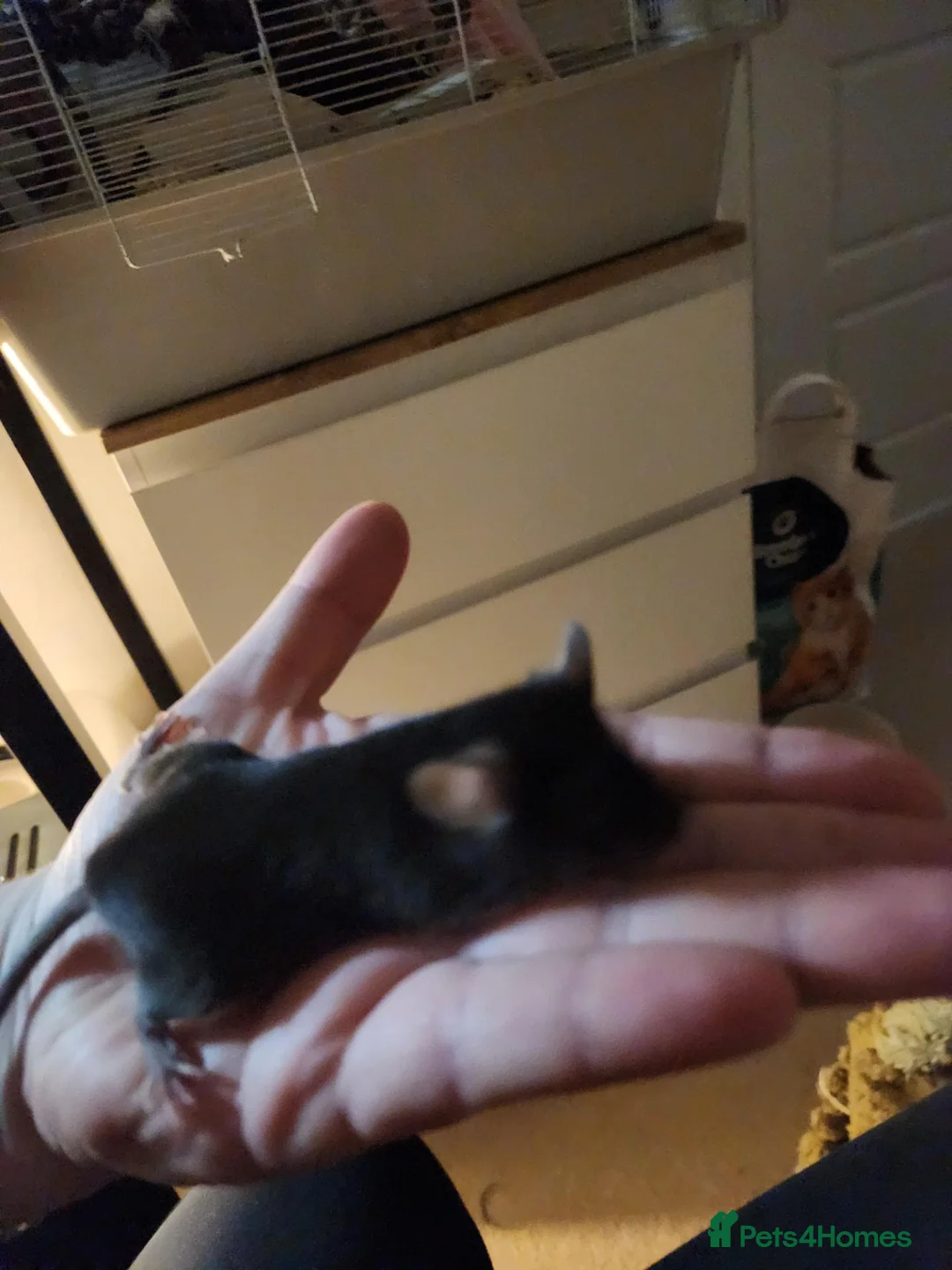 Mouse rodents for sale: Male mouse very friendly - Advert 2