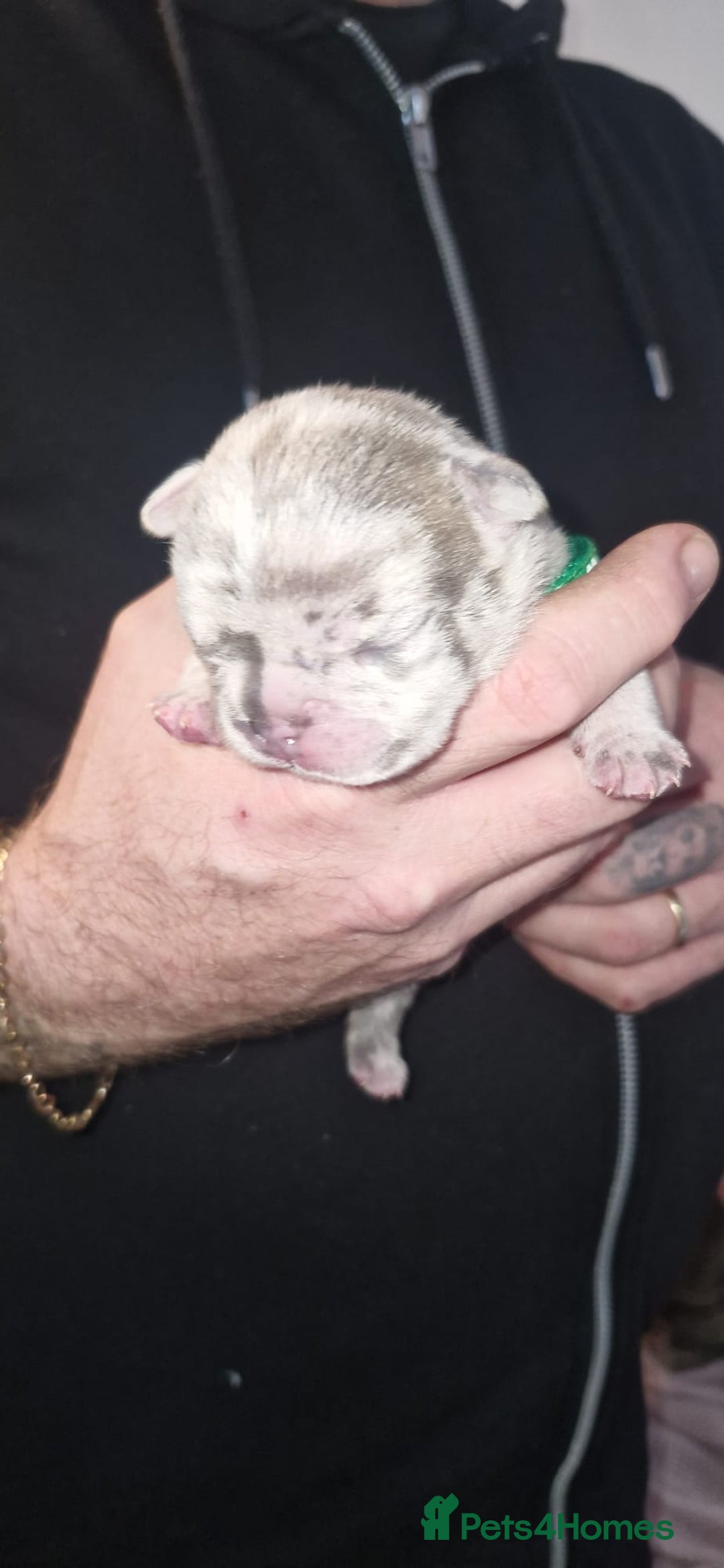 French Bulldog dogs for sale: Beautiful French bulldog puppies  - Advert 11