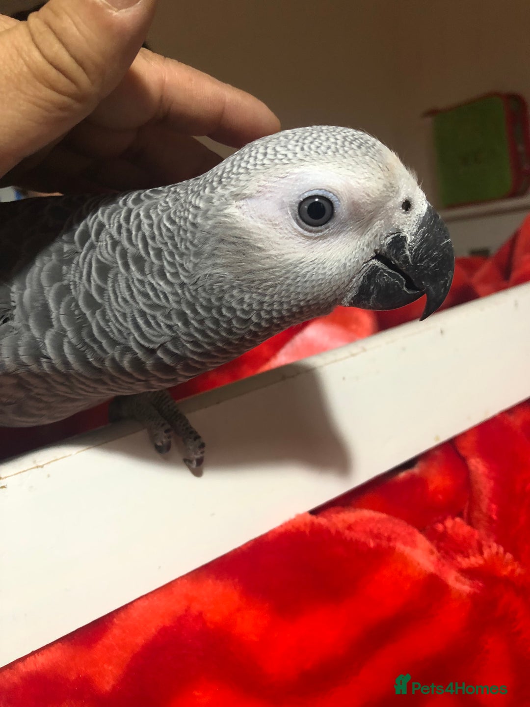 Parrots birds for sale: Super silly Congo baby African grey set up  - Advert 2