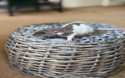 Rat rodents for sale: Ready to leave. Dumbo. Rex. Siamese.  - Image 7