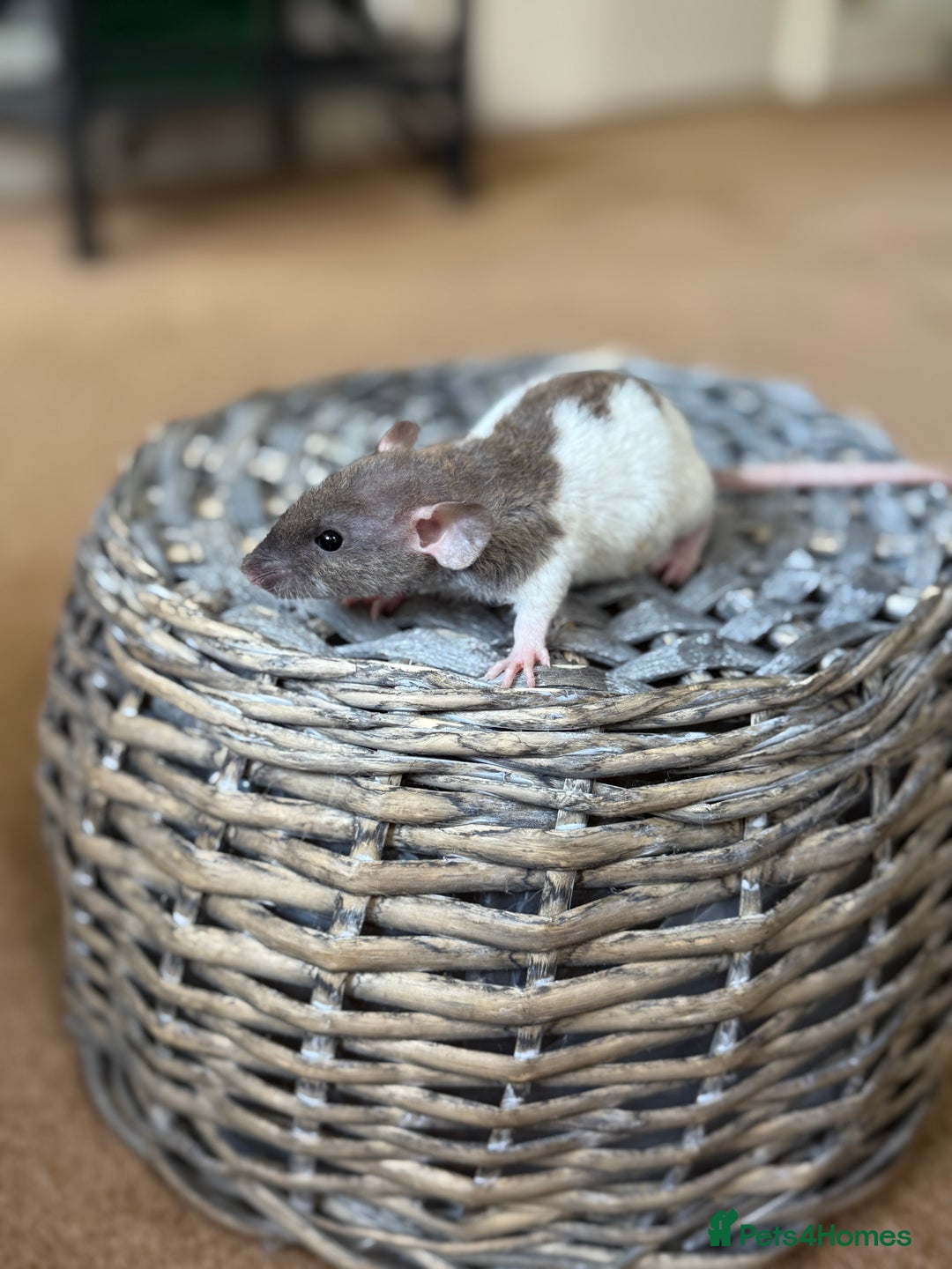 Rat rodents for sale: Ready to leave. Dumbo. Rex. Siamese.  - Image 7