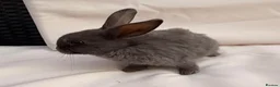 Lionhead rabbits for sale: 8 week old baby rabbit  - Advert 7