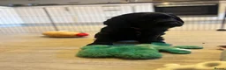 Cocker Spaniel dogs for sale: KC Registered Cocker Spaniel Puppies  - Advert 4