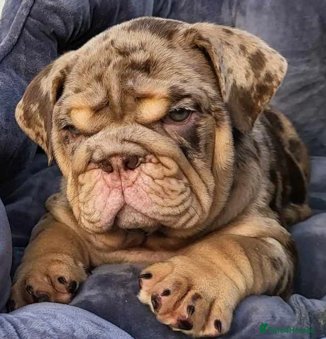 English Bulldog dogs for stud: Mr. Emperor 🍫 - Advert 8