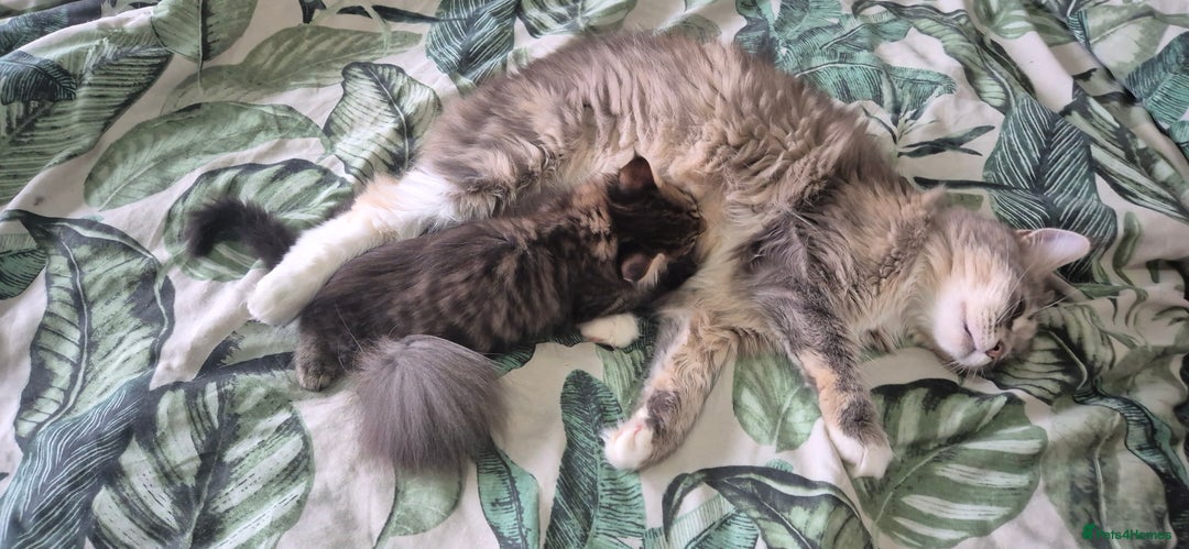Maine Coon cats for sale: GCCF registered Pedigree Maine Coon Kittens - Advert 9