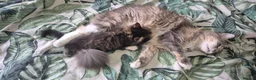 Maine Coon cats for sale: GCCF registered Pedigree Maine Coon Kittens - Advert 9