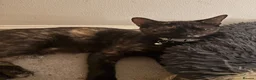 Mixed Breed cats for sale: 5 gorgeous kittens - Advert 7