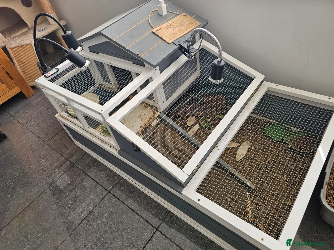 Hermann Tortoise reptiles for sale: Hermann tortoise for sale in Burnham-on-Sea - Advert 5