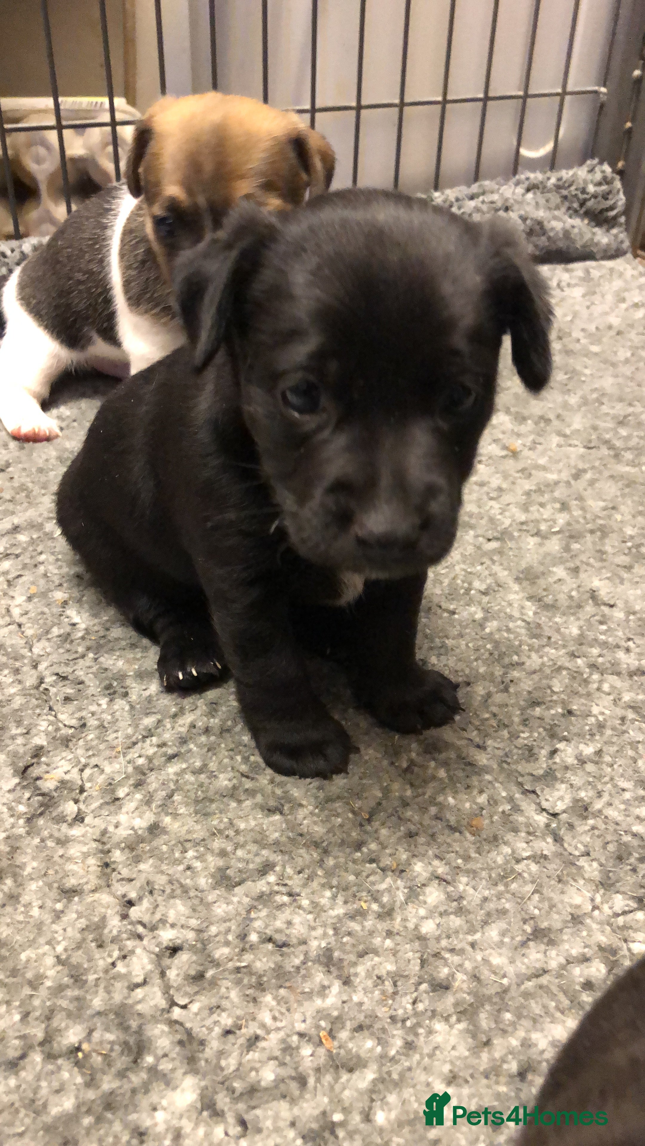 Jack Russell dogs Lovely smooth coated short legged pups - Advert 6