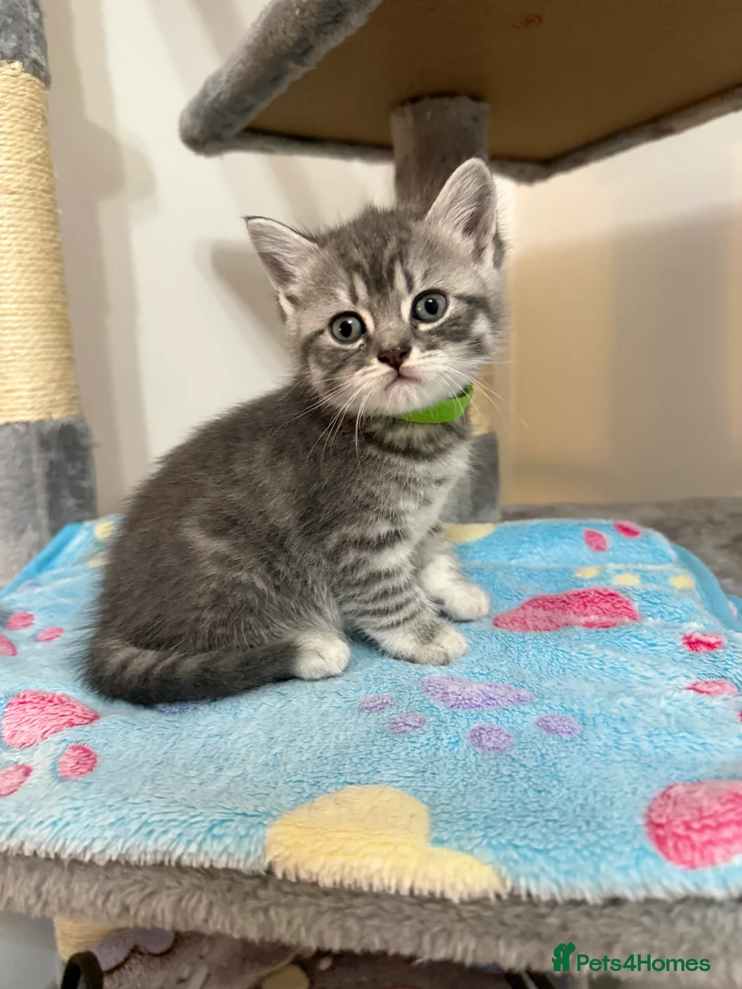 British Shorthair cats for sale: 4 British Shorthair kittens - Advert 14