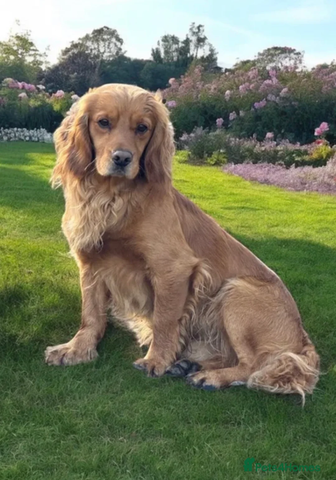 Cocker Spaniel dogs for sale: Stunning cocker spaniels  - Advert 9