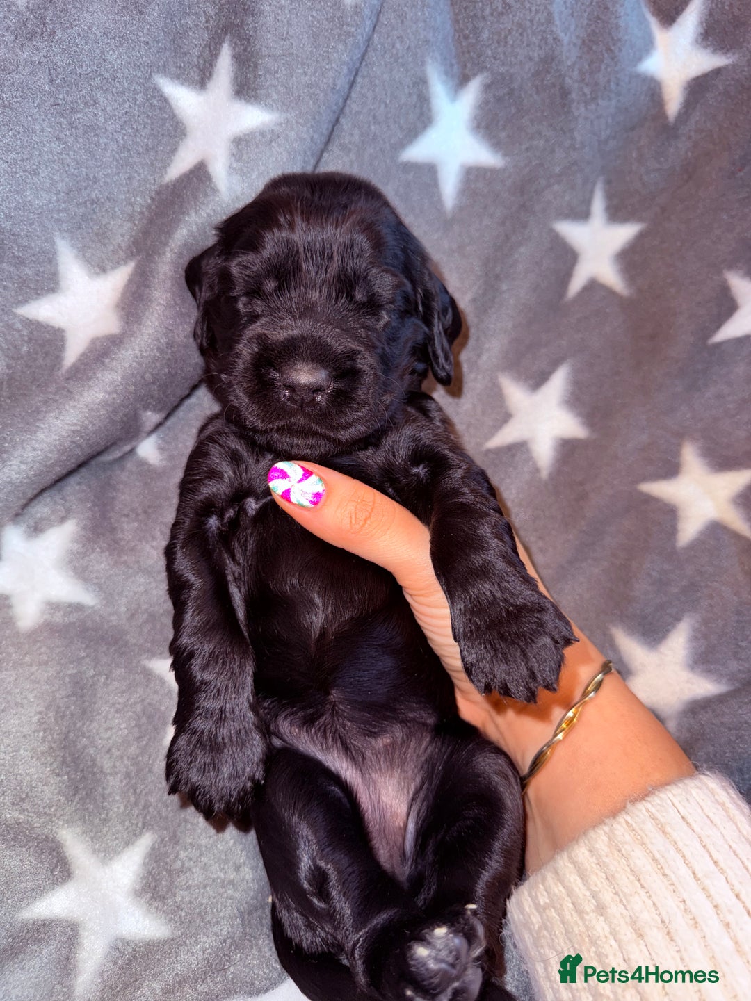 Cocker Spaniel dogs for sale: Chunky Show Cocker Spaniel Puppies 🤩🥰 - Advert 16