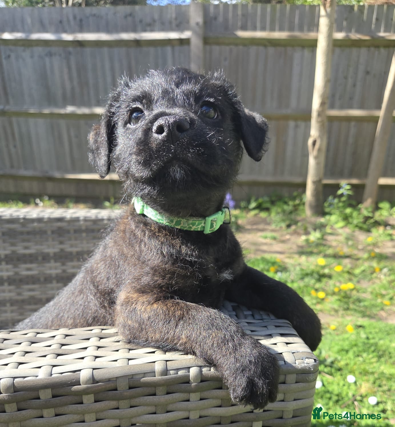 Mixed Breed dogs KC Blue staff X KC Irish terrier puppies   - Advert 2
