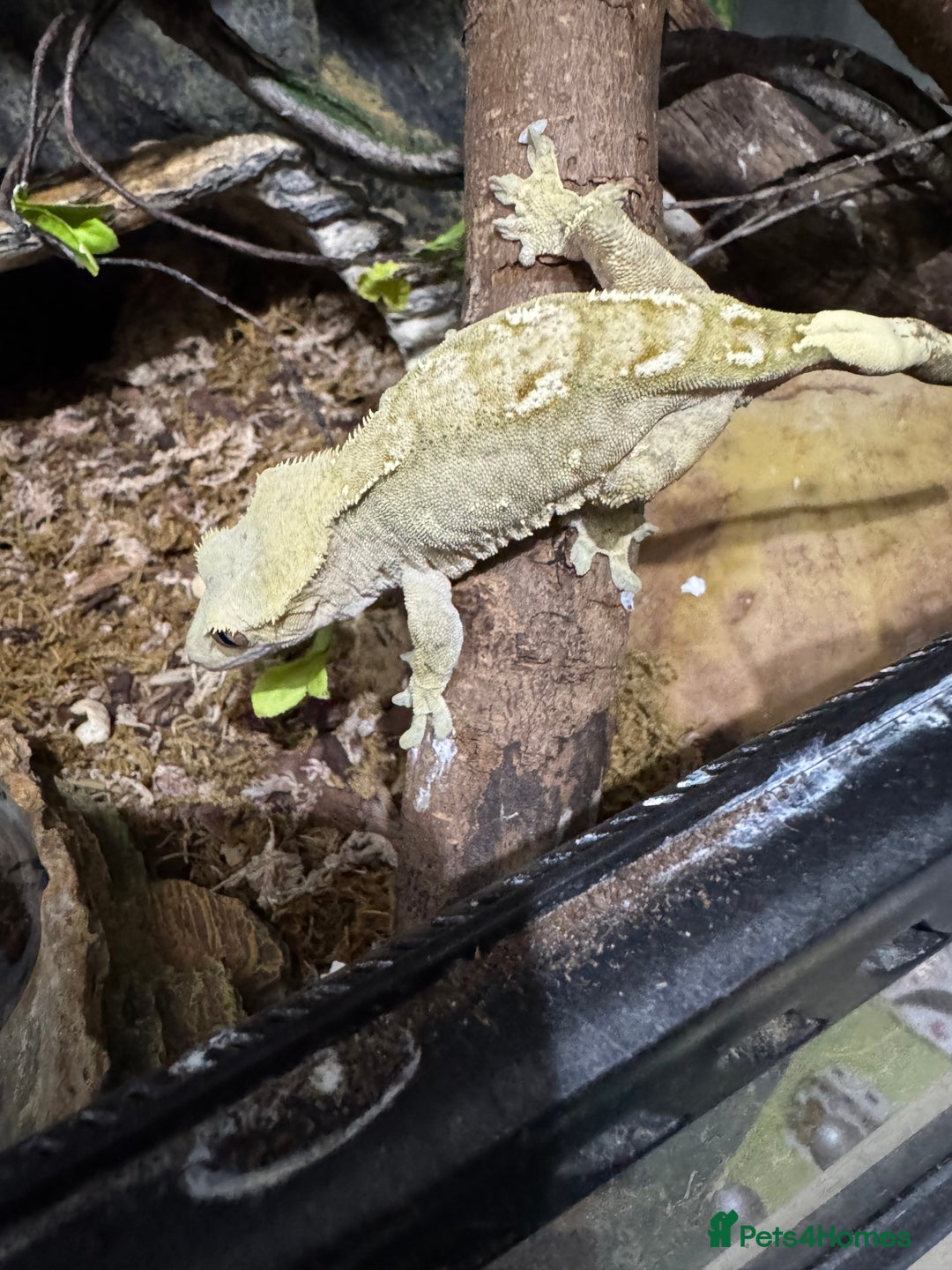 Gecko reptiles for sale: Breeding pair of crested geckos - Image 2
