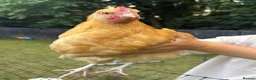 Chickens poultry for sale: 2x Buff Orpington Cockerels looking for a new home - Advert 10