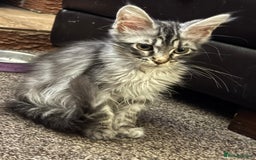 Maine Coon cats for sale: Female Mainecoon for sale PLEASE READ - Image 4