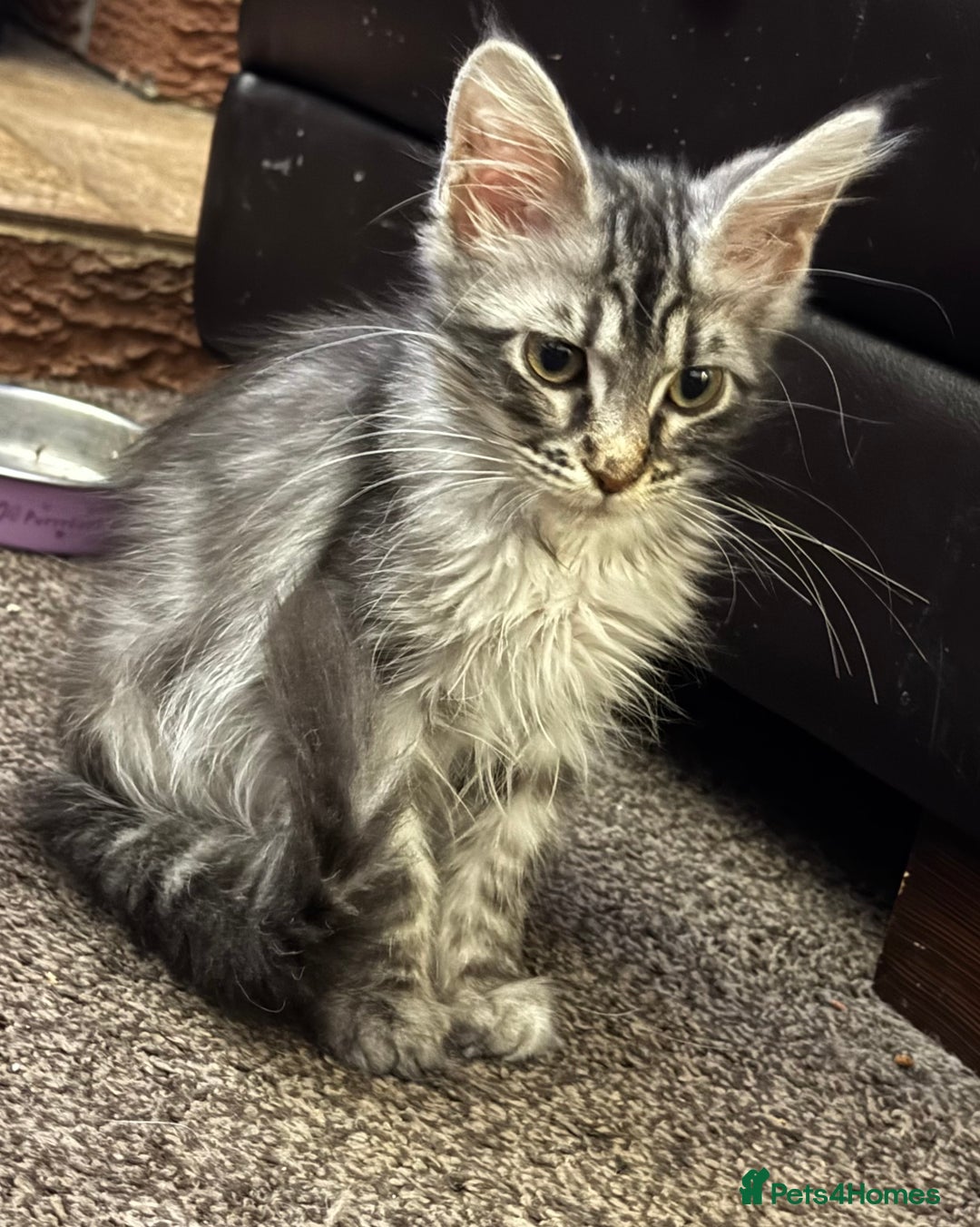 Maine Coon cats for sale: Female Mainecoon for sale PLEASE READ - Image 4