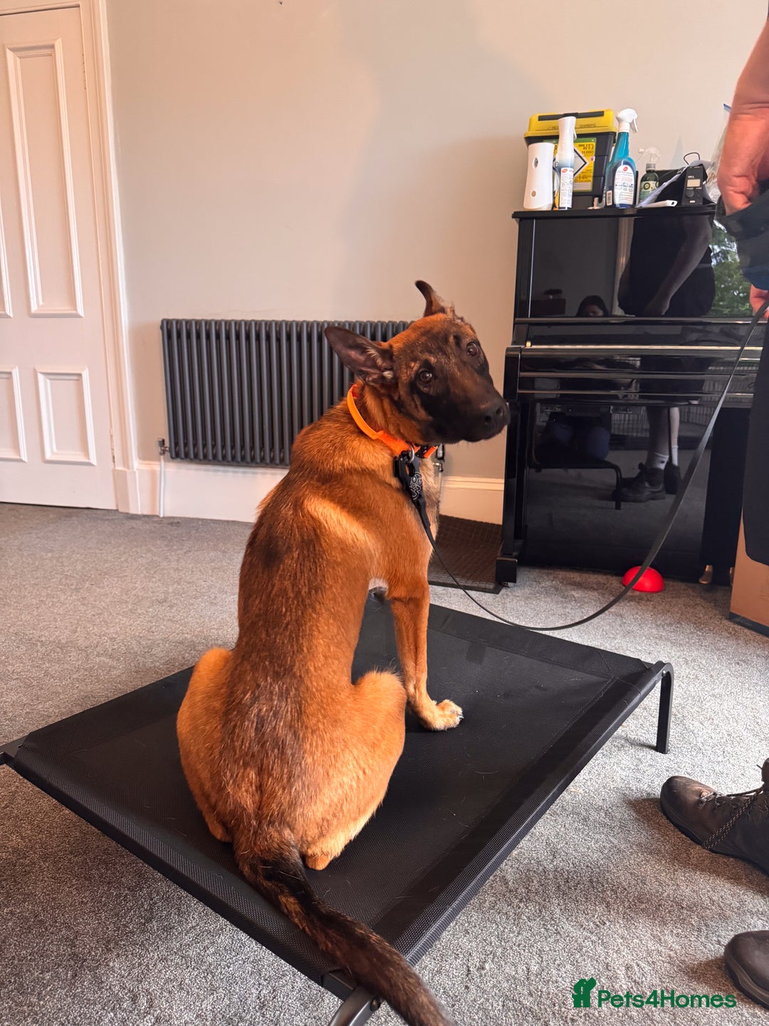 Belgian Shepherd Dog dogs for sale: Kairo - Urgent Rehome - Image 17