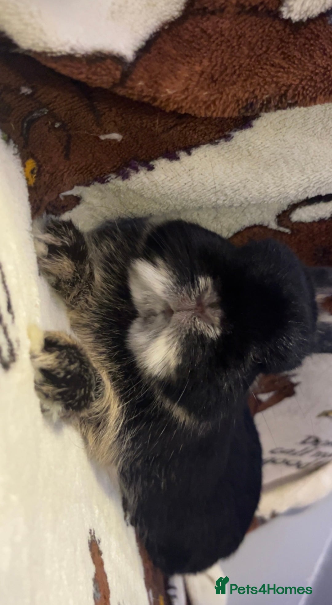 Netherland Dwarf rabbits for sale: Show doe - Advert 3