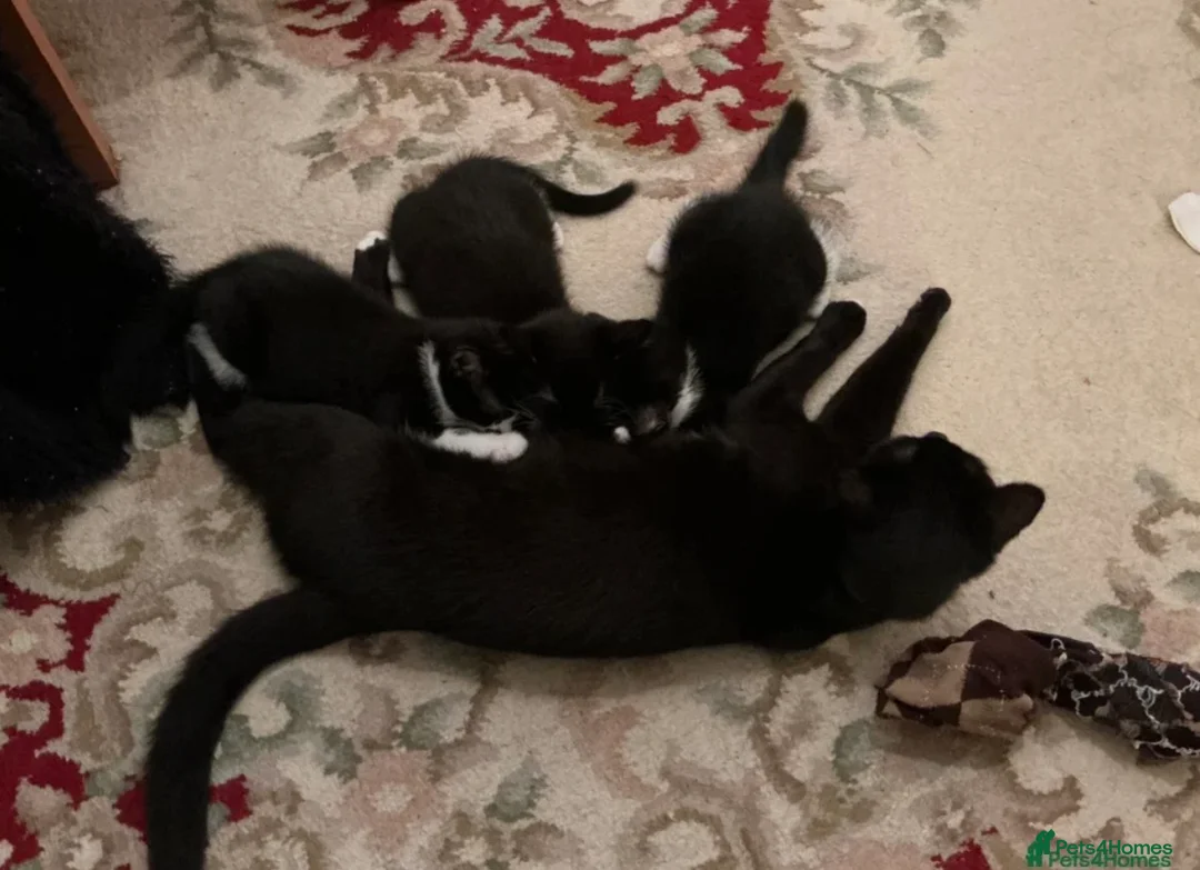 Mixed Breed cats for sale: Gentle Male Kitten (+ litter tray, food, toys…) - Advert 12