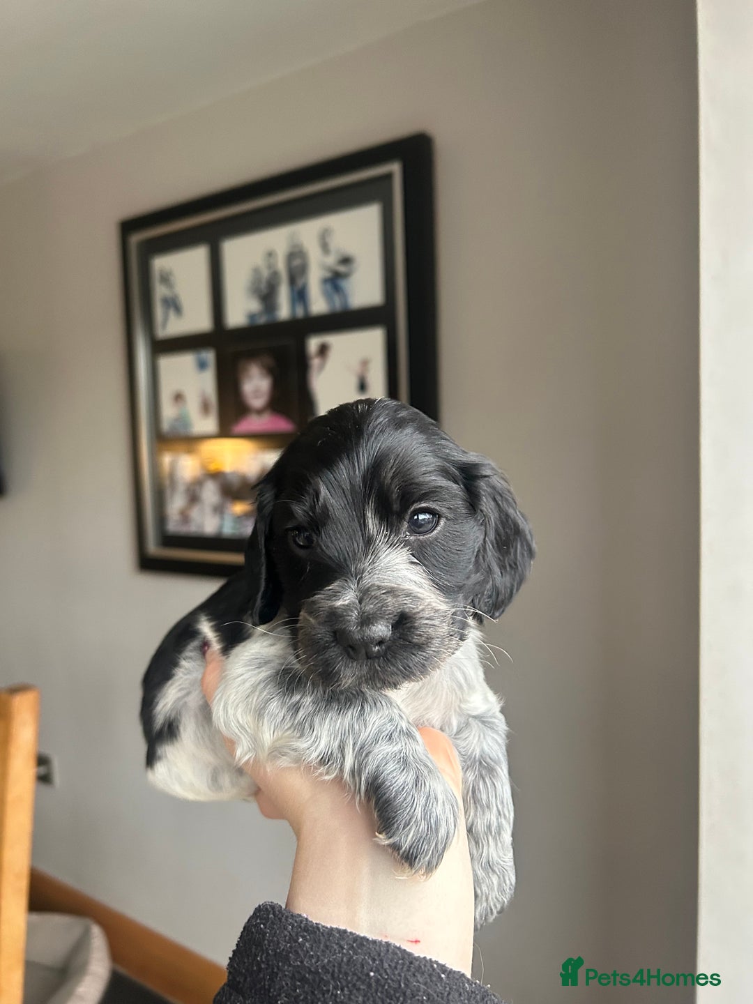 Cocker Spaniel dogs for sale: Show Cocker Spaniel - Advert 17