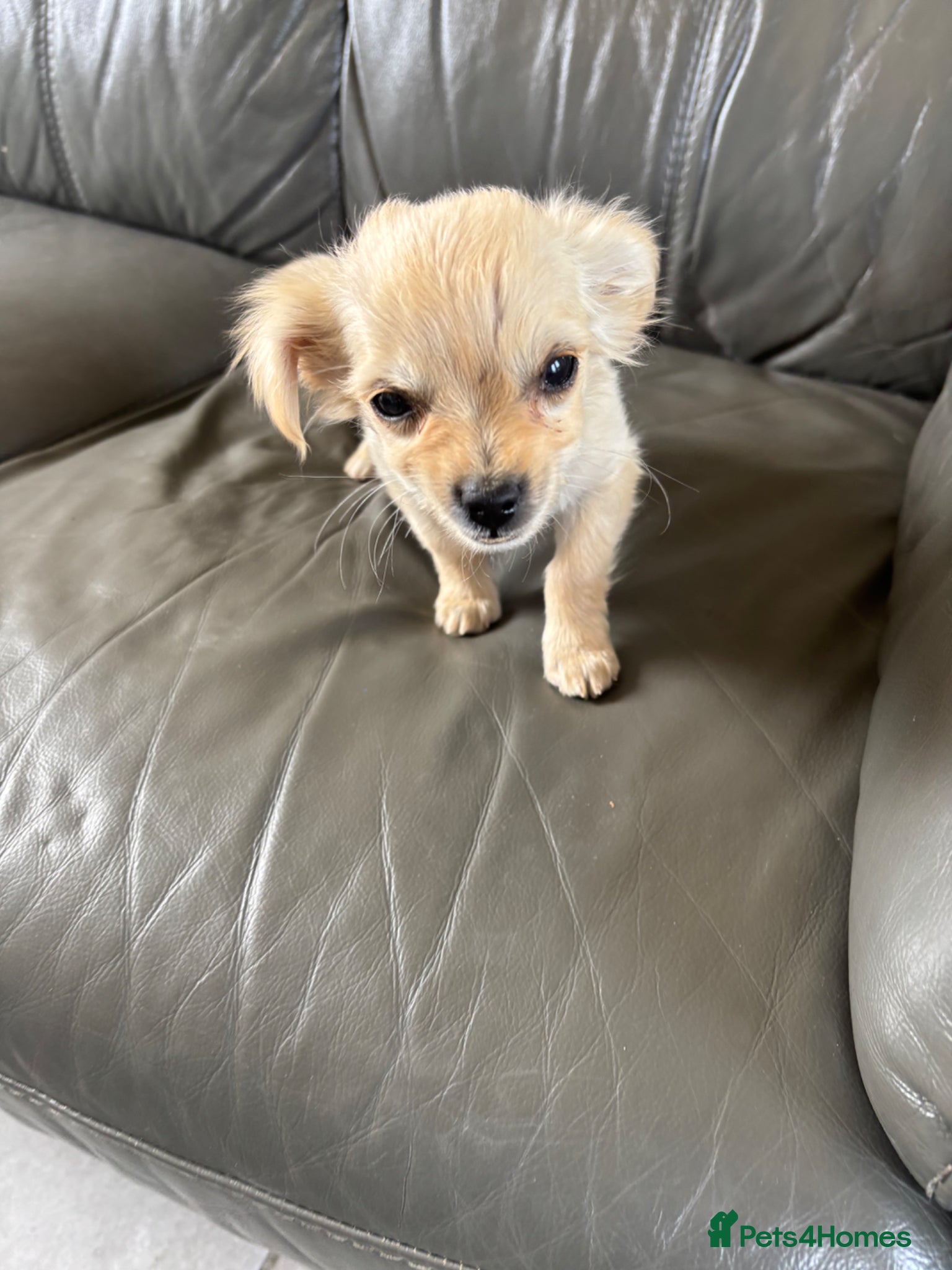 Mixed Breed dogs CHIHUAHUA PUPS LAST BOYS READY NOW !! - Advert 17