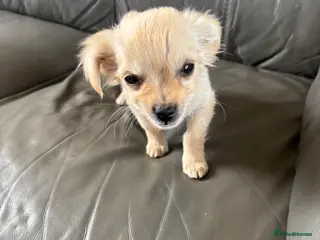 Mixed Breed dogs CHIHUAHUA PUPS LAST BOYS READY NOW !! - Advert 17