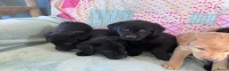 Labrador Retriever dogs for sale: KC Working Labrador Puppies–Health Tested- 3 left! - Advert 6
