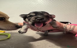 Chiweenie dogs for sale: 5 Beautiful Chiweenie Puppies - Image 9