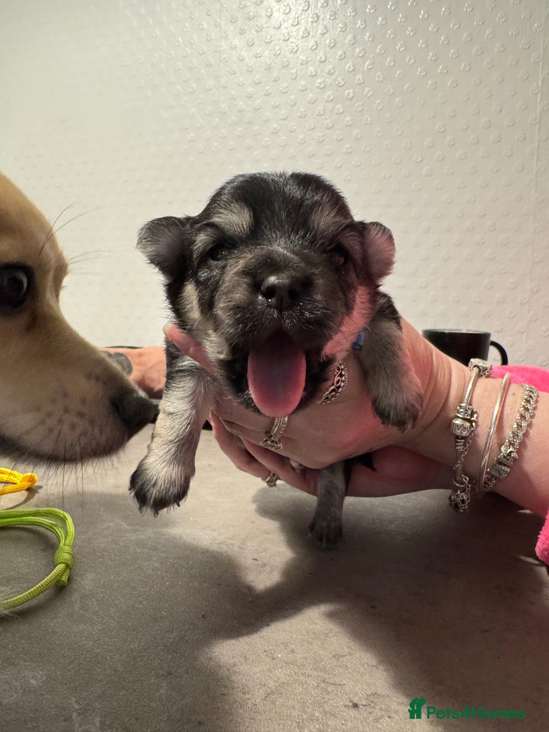 Chiweenie dogs for sale: 5 Beautiful Chiweenie Puppies - Image 9