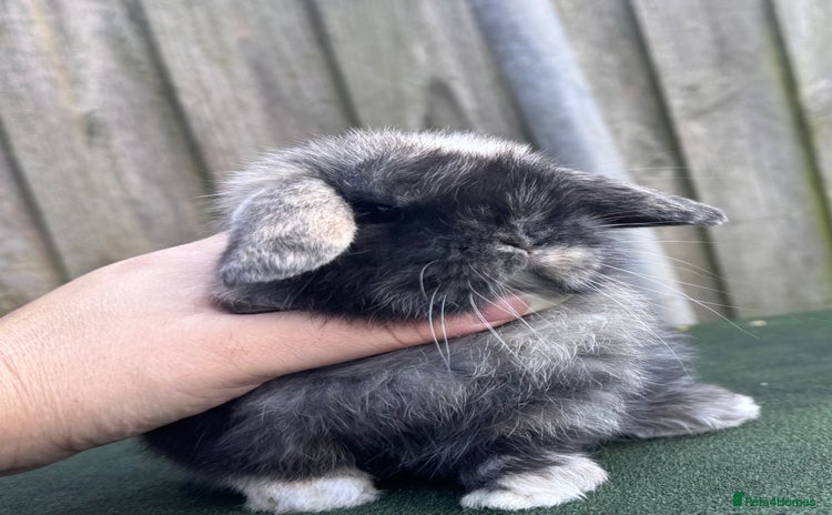 Mini Lop rabbits TOP QUALITY baby mini lops 2 left!  - Advert 2