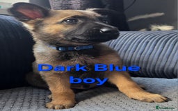 Mixed Breed dogs for sale: 11 german shepherd X Belgium malinois in Exmouth - Image 14