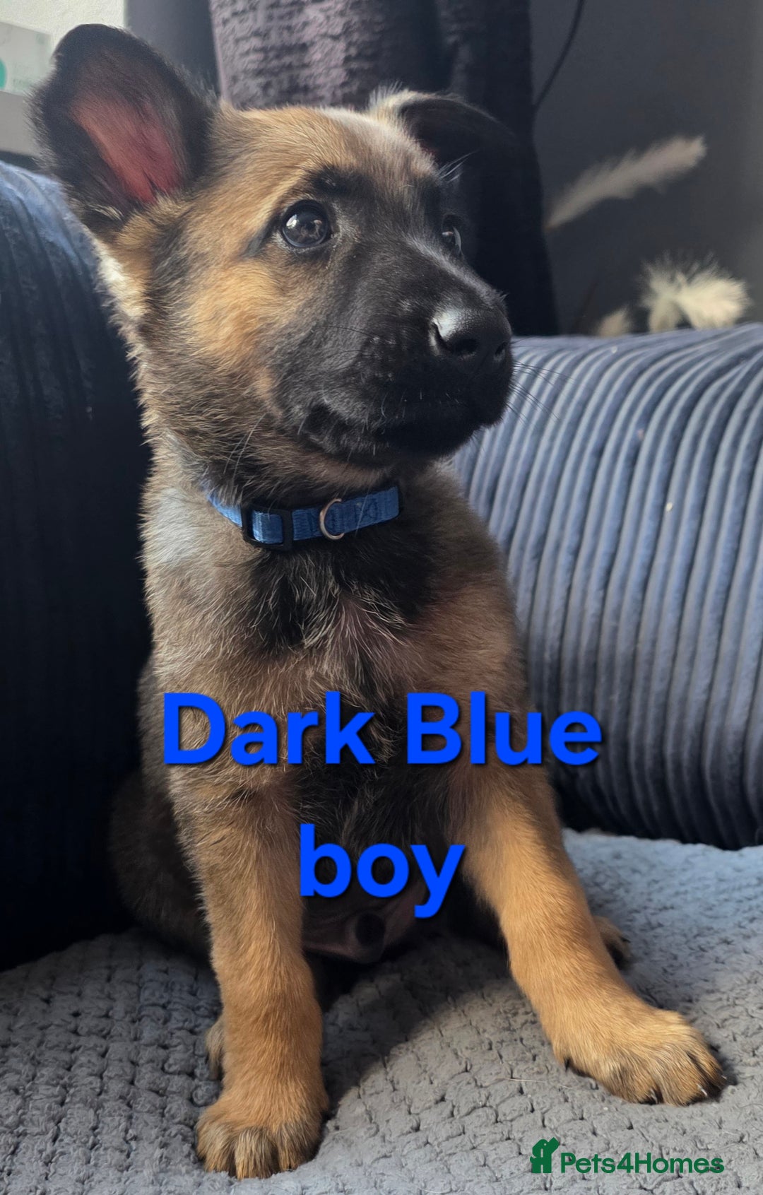 Mixed Breed dogs for sale: 11 german shepherd X Belgium malinois in Exmouth - Image 14