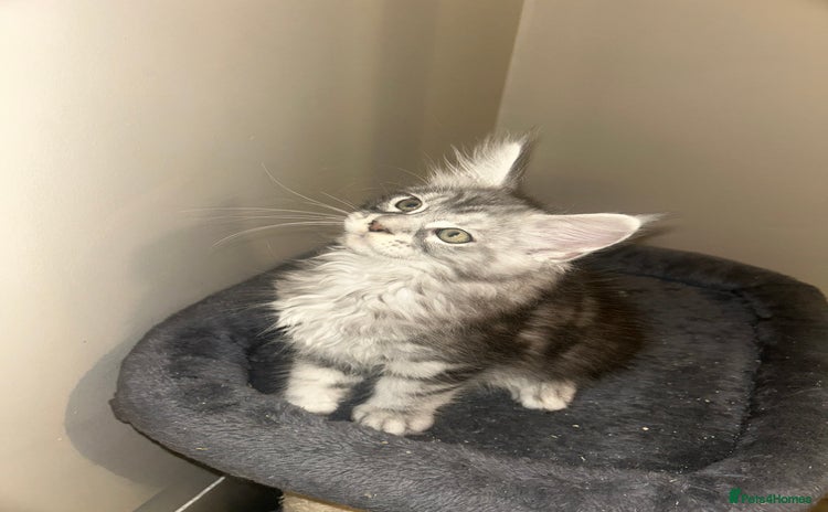 Maine Coon cats - Advert 8