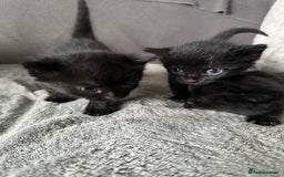 Domestic Shorthair cats for sale: 6 beautiful kittens available  - Image 5